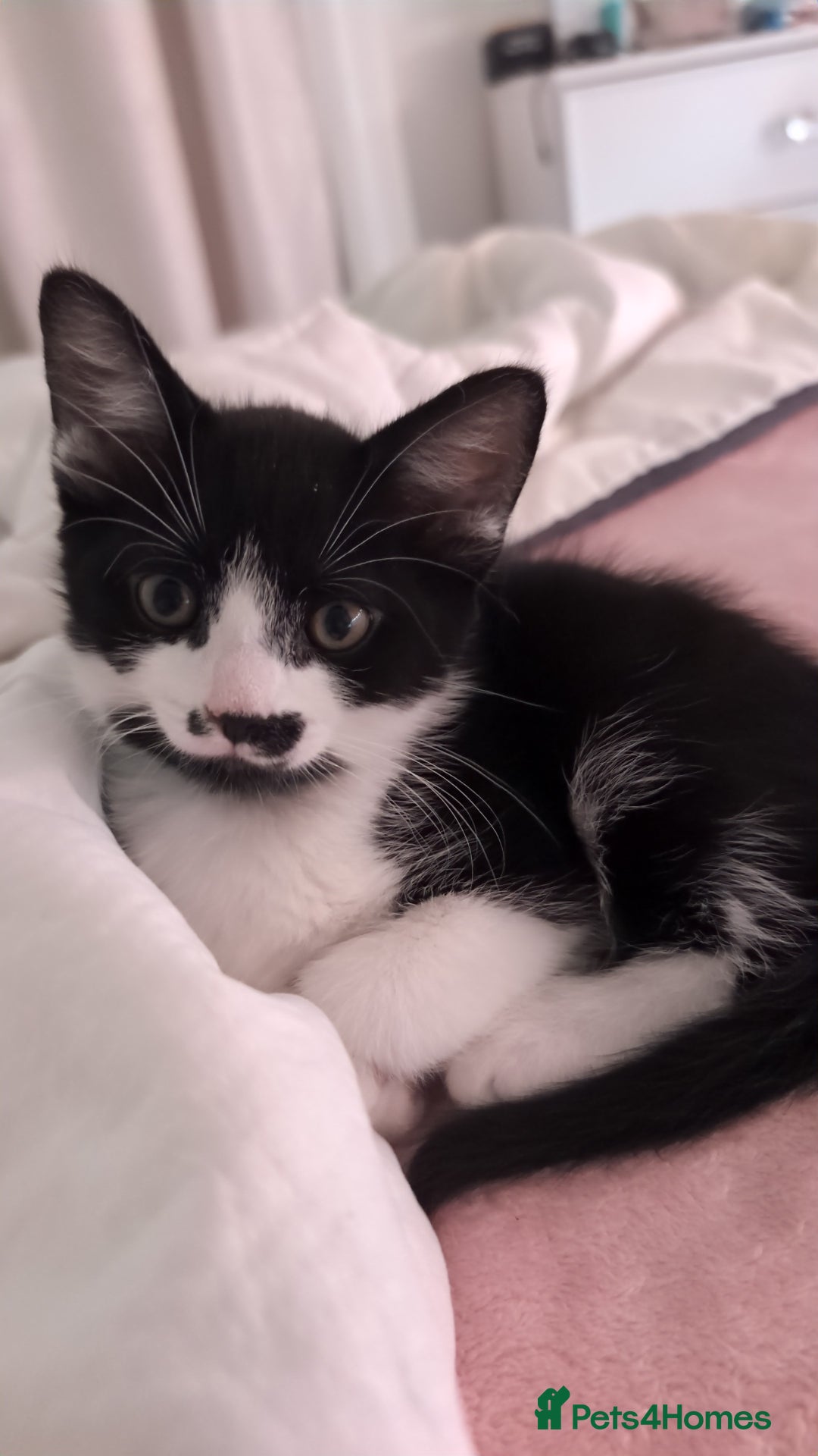 Mixed Breed cats for sale: Kittens for sale  - Image 3