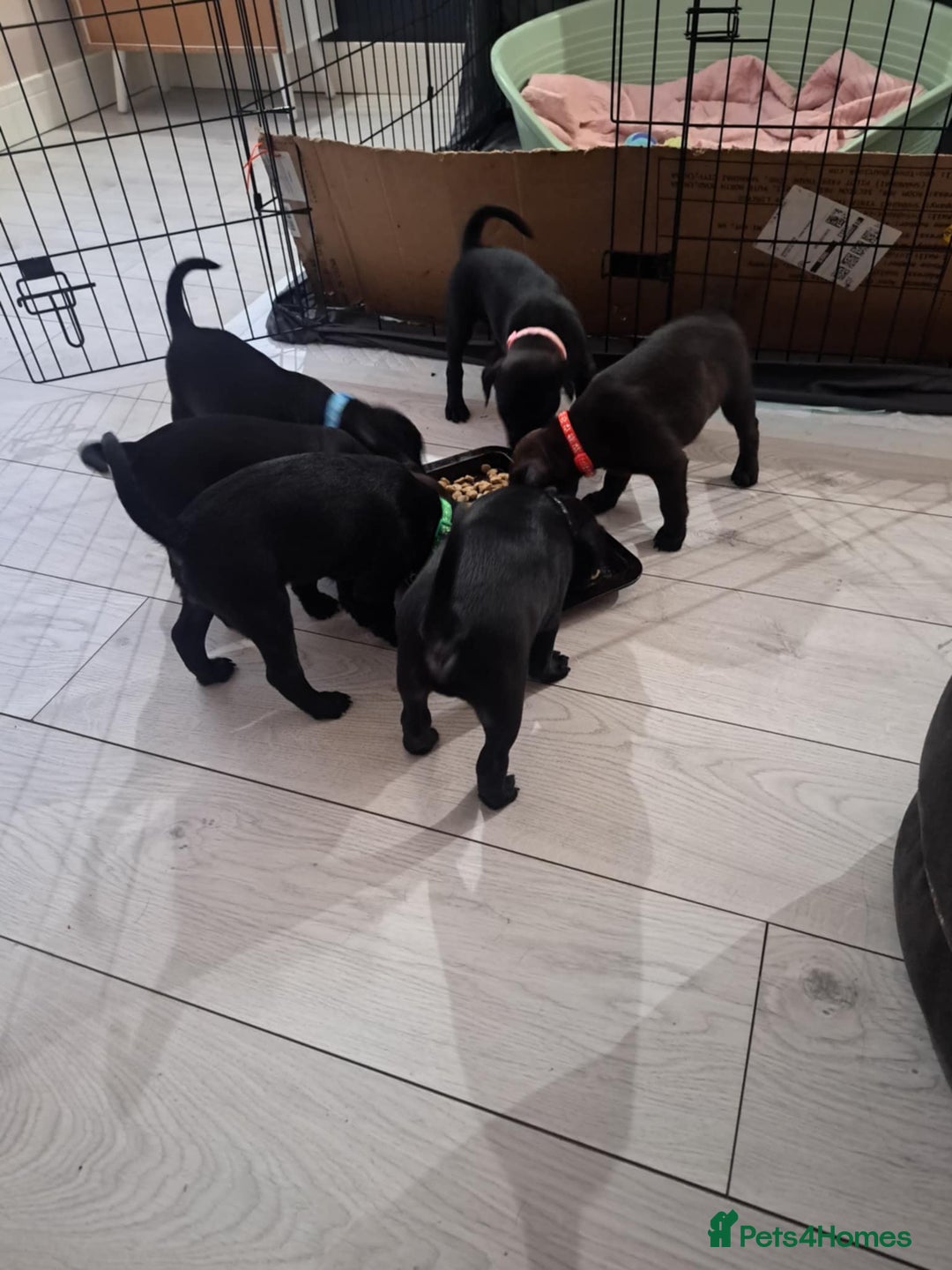 Patterdale Terrier dogs for sale: Patterdale pups - Image 10