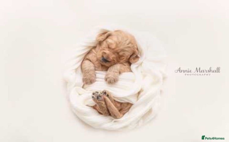 Goldendoodle dogs - Advert 1