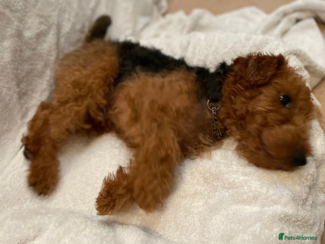 Welsh Terrier dogs for sale: Stunning female Welshie KC reg & health tested - Advert 6