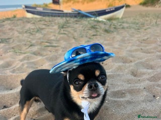 Chihuahua dogs in Middlesbrough - Advert 8