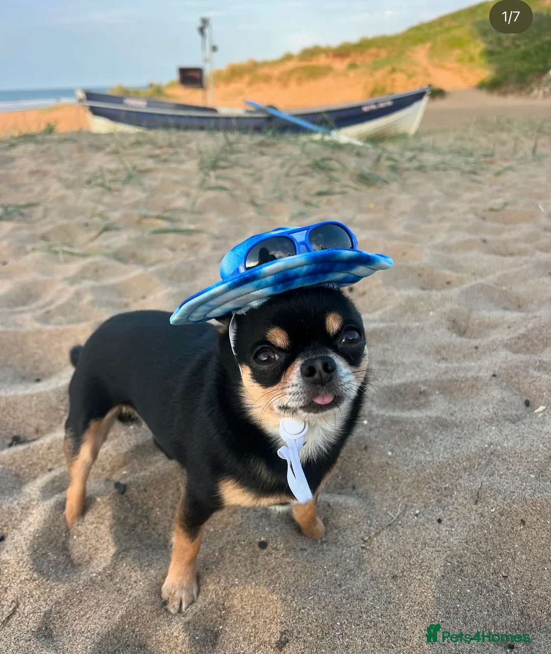 Chihuahua dogs for stud: Tri colour chi - Proven stud in Middlesbrough - Advert 1