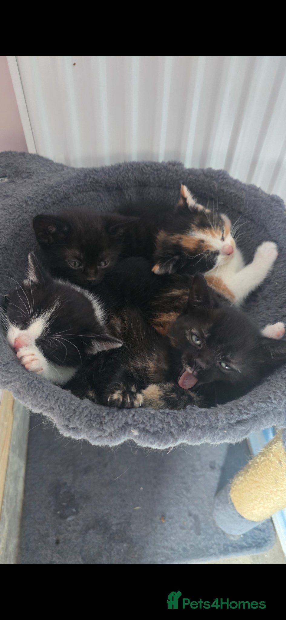 Mixed Breed cats for sale: Lovely 2 girl kittens 😸 😍  - Advert 8