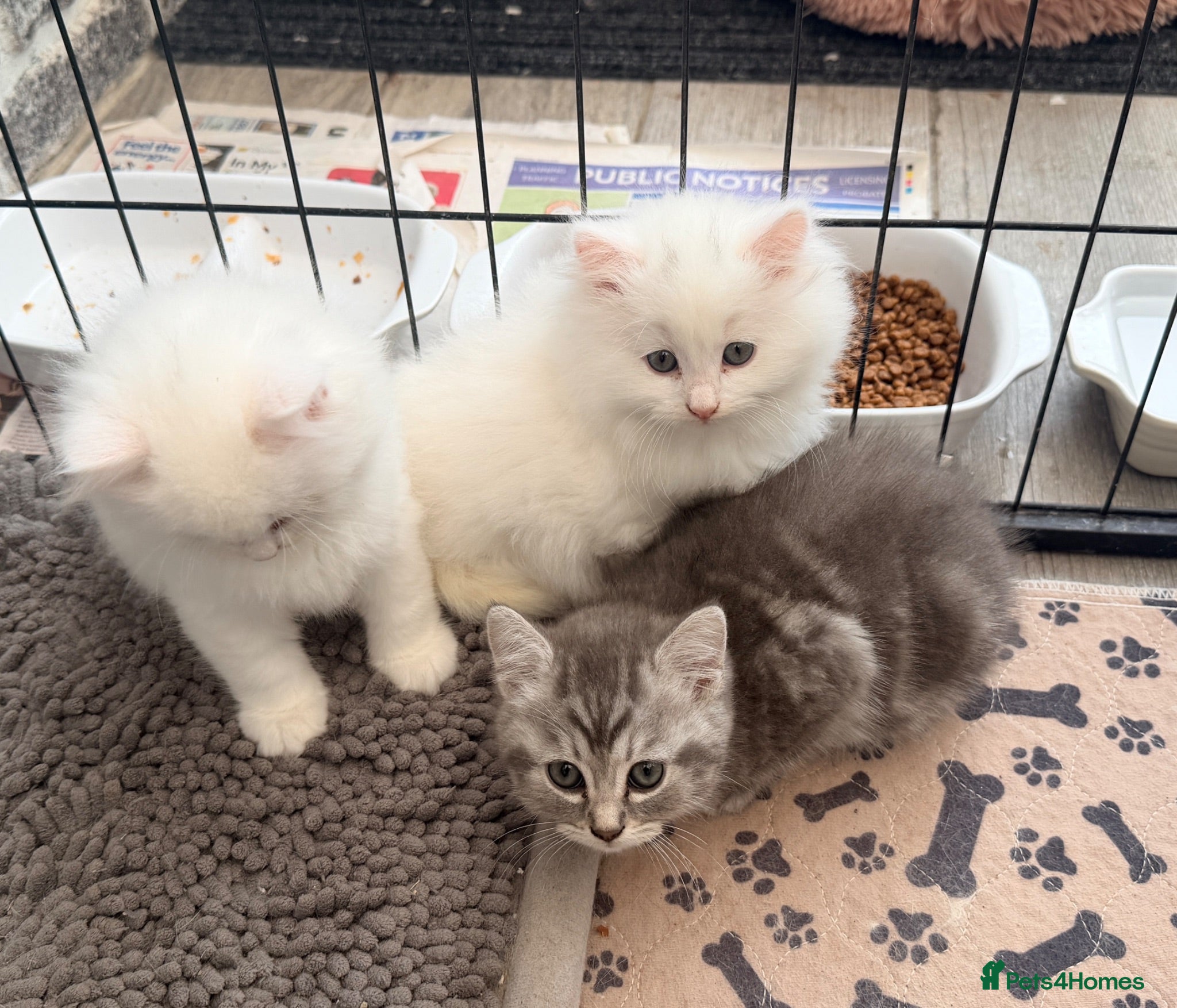 Persian cats 1 white boy, 1 grey girl Persian remains ready now - Advert 16