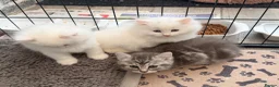 Persian cats for sale: 4 beautiful Persian x kittens, ready now - Advert 15