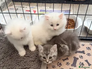 Persian cats 1 white boy, 1 grey girl Persian remains ready now - Advert 16