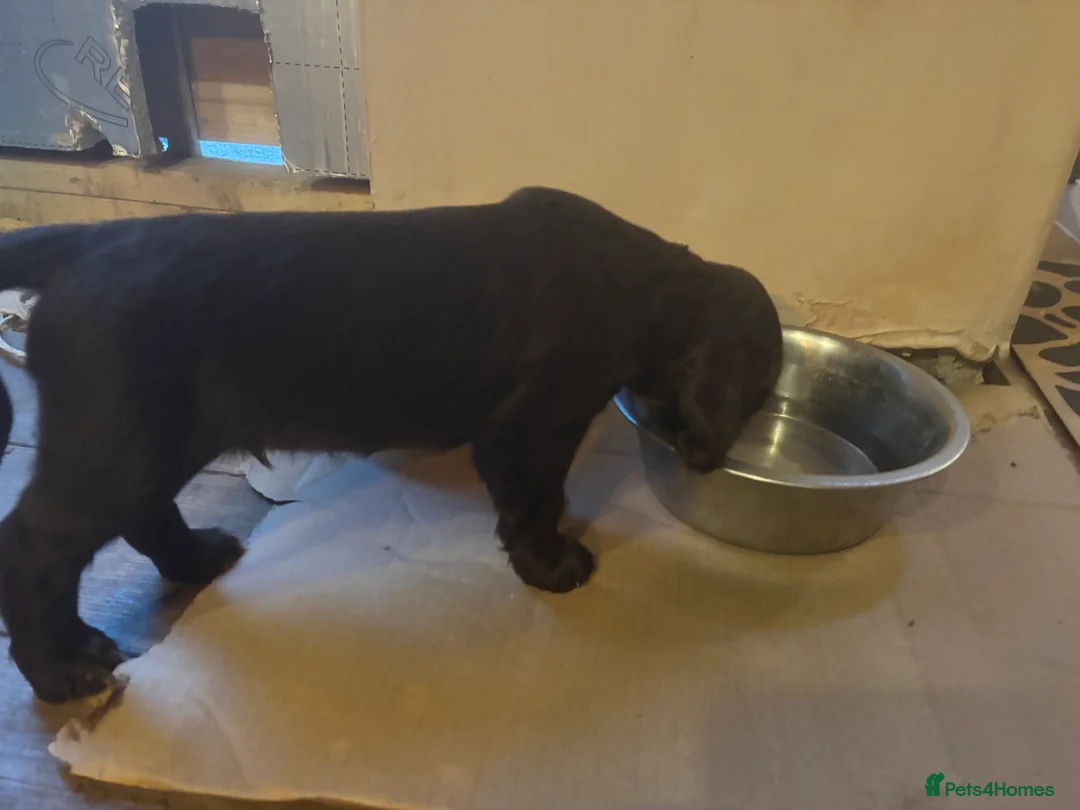 Cocker Spaniel dogs for sale: Gorgeous working cocker spaniel pups. 2 left.  - Advert 4