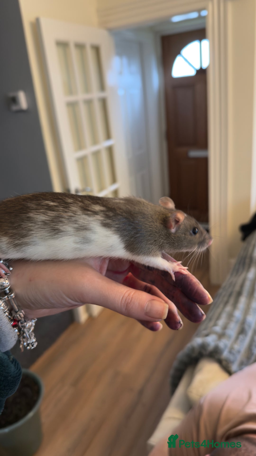 Rat rodents for sale: Fancy Rat Cross Dumbo Rex rat pups  - Image 4