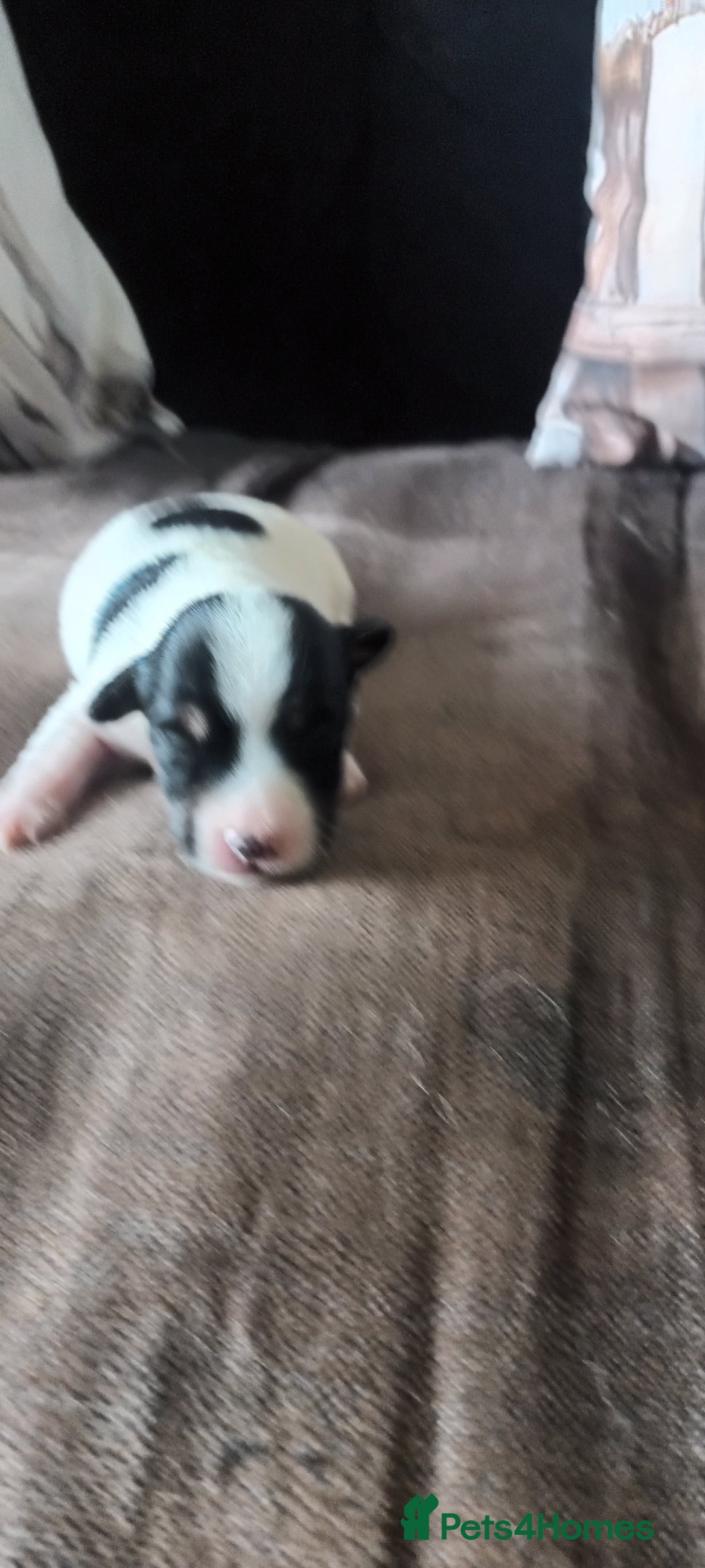 Jack Russell dogs for sale: Jack Russell Terriers - Image 17