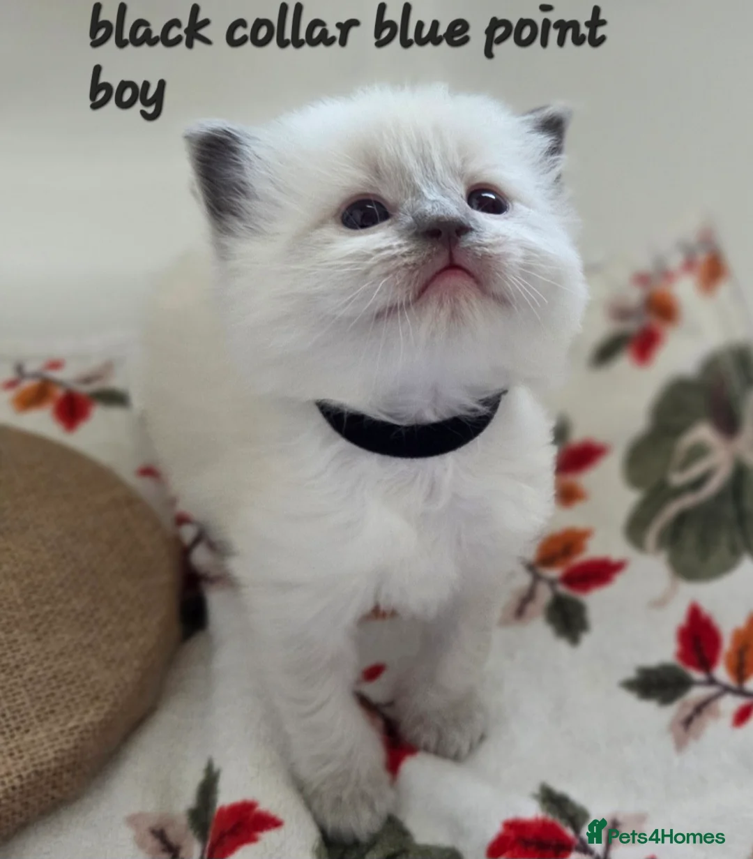 Ragdoll cats for sale: Gccf registered ragdoll kittens  - Advert 8