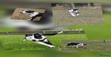 Border Collie dogs - Advert 1