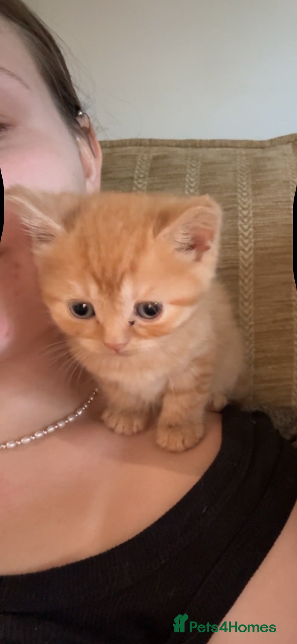 British Shorthair cats READY TO GO - BSH x Scottish Straight Kittens - Advert 12