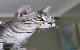 Bengal cats for sale: Silver Rosetted, Blue Silver Rosetted Bengal Girls - Image 14