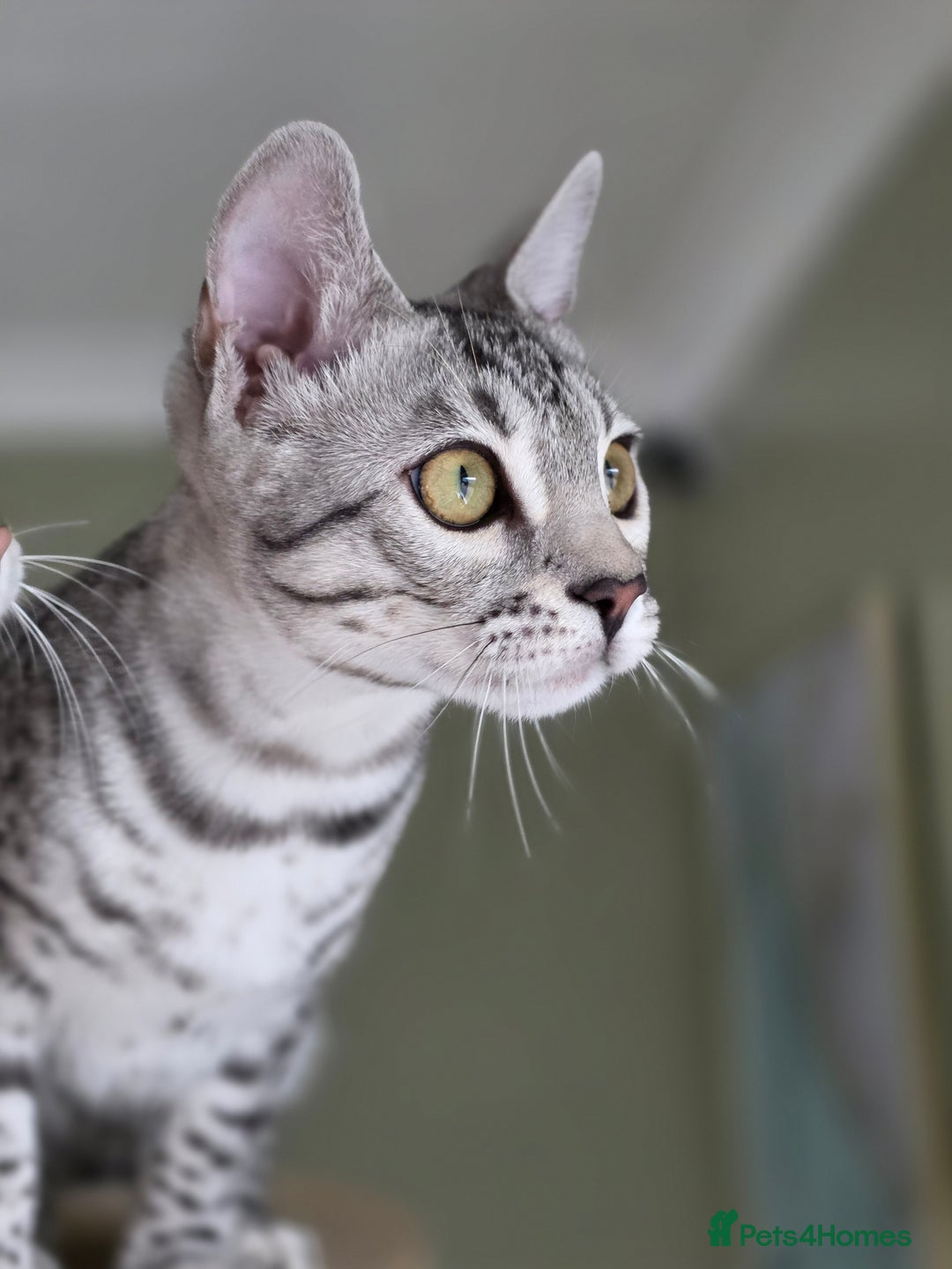 Bengal cats for sale: Silver Rosetted, Blue Silver Rosetted Bengal Girls - Image 14