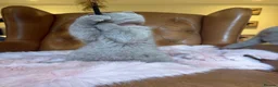 British Shorthair cats for sale: Beautiful Blue British Shorthair- Ready to collect - Advert 2