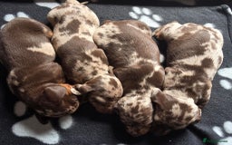 Miniature Dachshund dogs for sale: Miniature Dachshund 1 female left  - Image 17