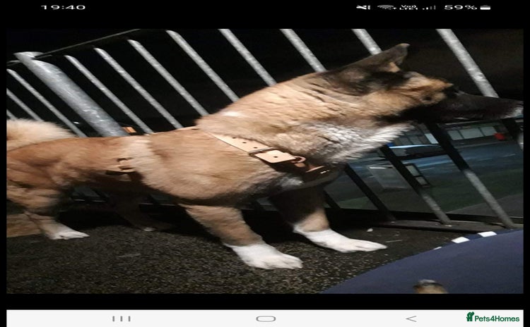 Akita dogs - Advert 2