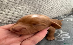 Cocker Spaniel dogs for sale: Red Cocker Spaniel Puppies - Image 10