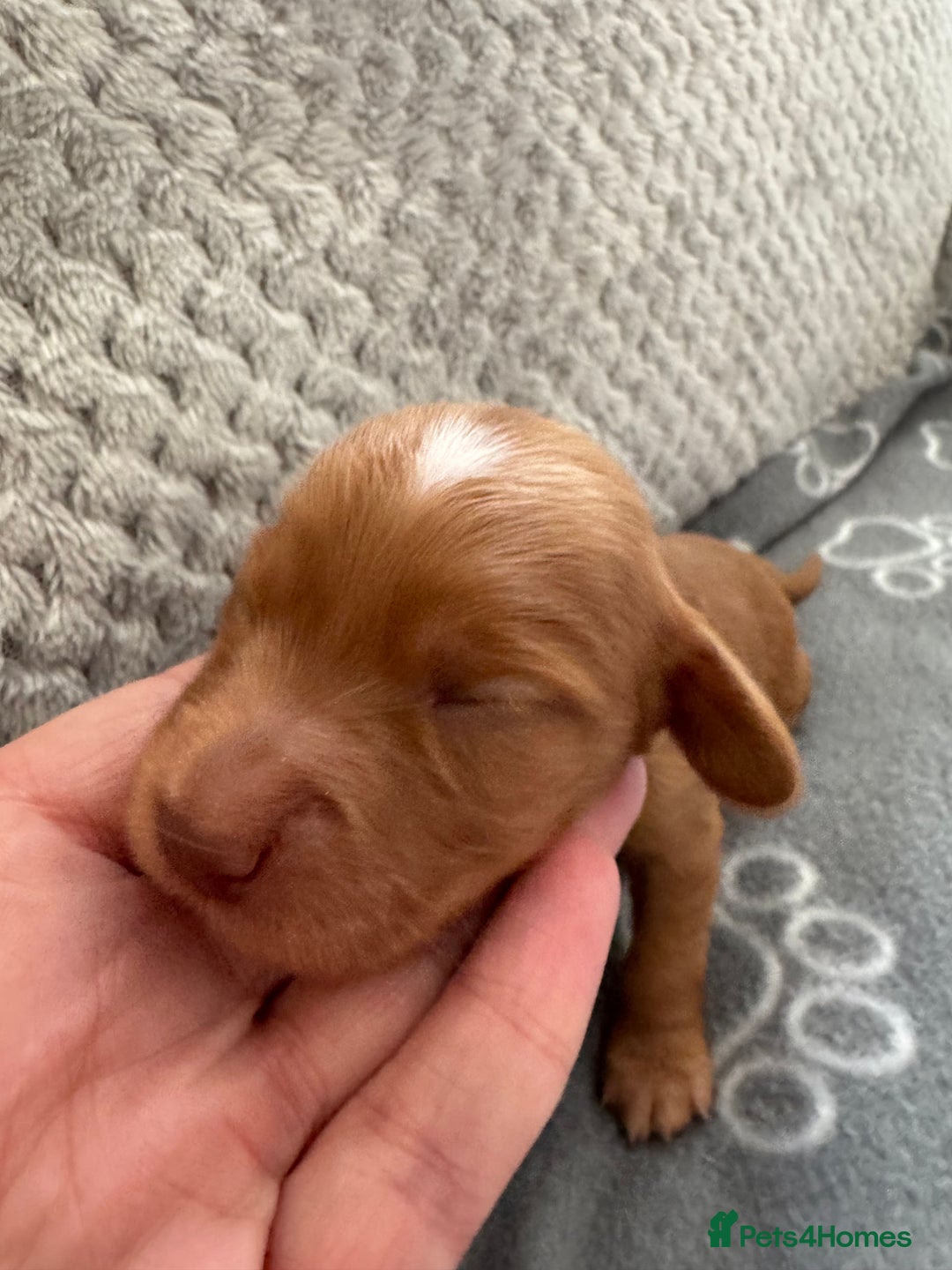 Cocker Spaniel dogs for sale: Red Cocker Spaniel Puppies - Image 10