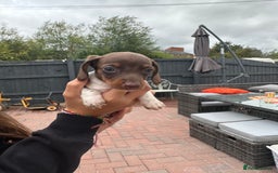 Dachshund dogs for sale: 5 dachshund puppies - Image 7