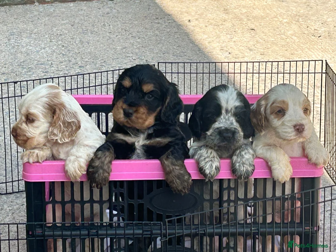 Cocker Spaniel dogs for sale: Outstanding show cocker spaniel puppies - Advert 2