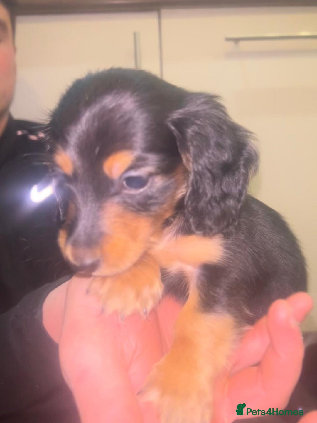 Miniature Dachshund dogs for sale: EXCEPTIONAL KC REG BRINDLE POINTED PUPS - Advert 8