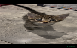 Mixed Breed cats for sale: Super cute fun kittens - Image 3