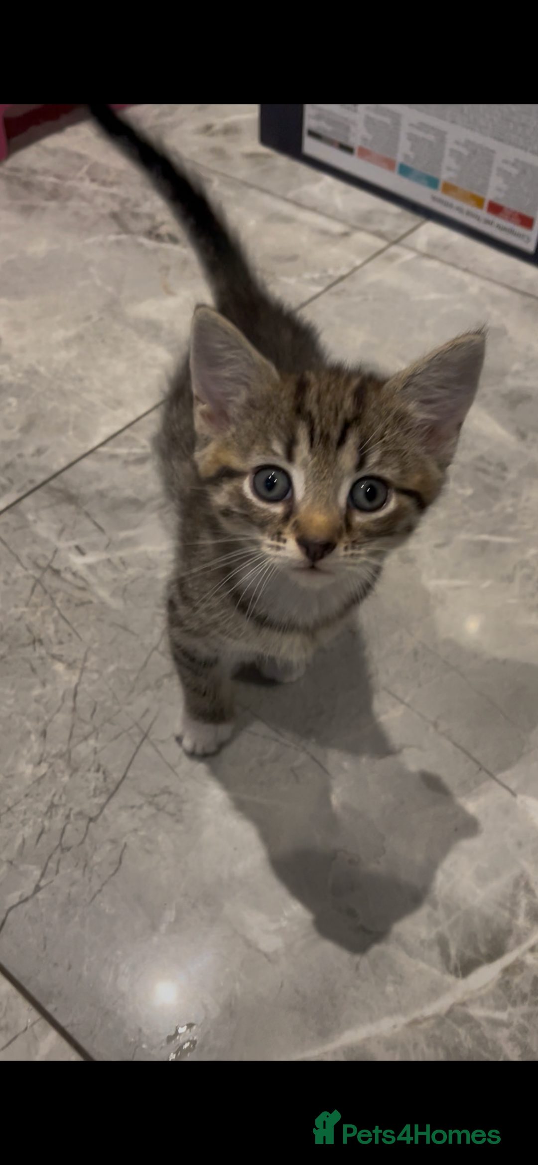 Mixed Breed cats for sale: Super cute fun kittens - Image 3