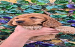 Cocker Spaniel dogs for sale: SUPERB SHOW TYPE COCKER SPANIEL PUPPIES  - Image 3