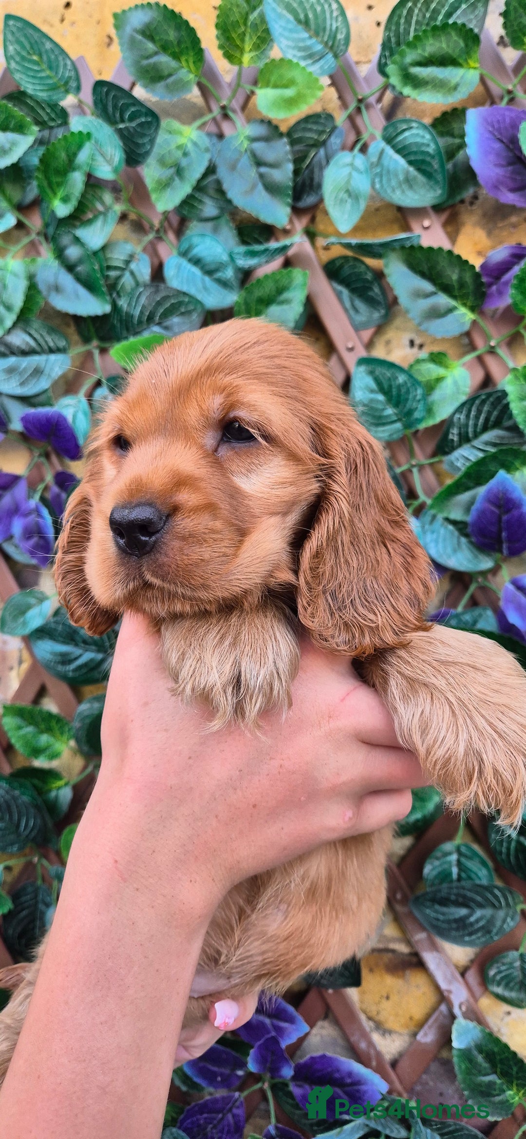 Cocker Spaniel dogs for sale: SUPERB SHOW TYPE COCKER SPANIEL PUPPIES  - Image 3