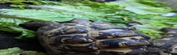 Tortoise reptiles for sale: 2x leapord tortoises  - Advert 3