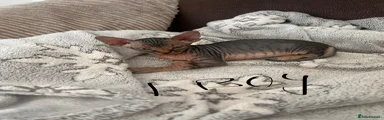 Sphynx 1