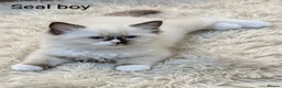 Ragdoll cats for sale: TICA registered Ragdoll kittens  in Bracknell - Advert 23