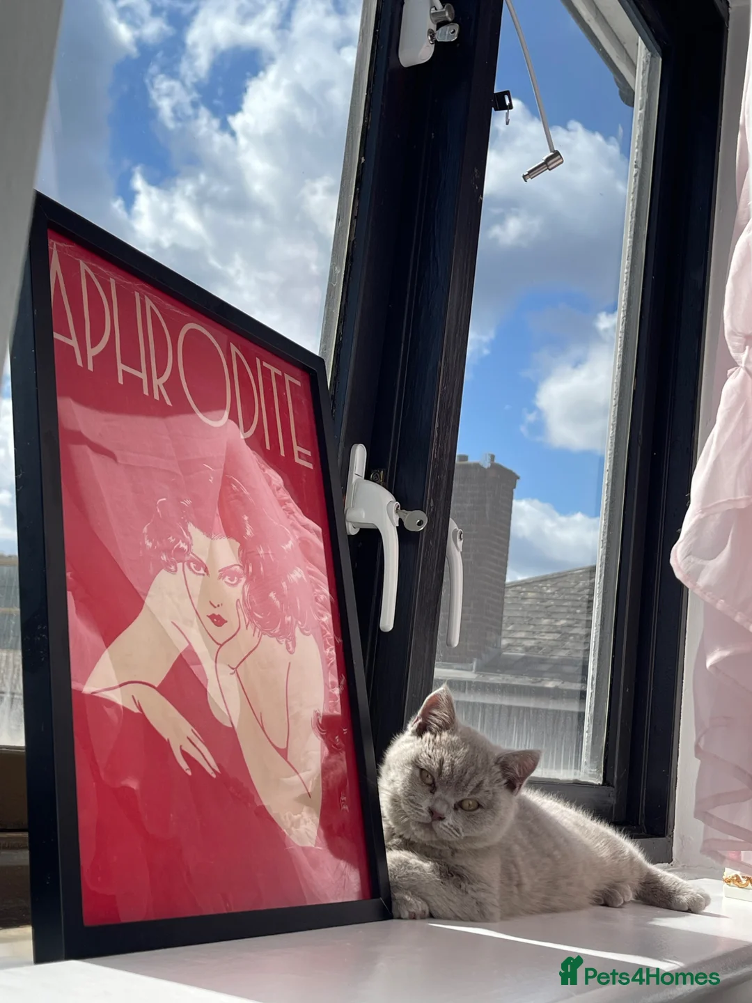 British Shorthair cats for sale: Stunning Lilac British Shorthair 💝 - Advert 7