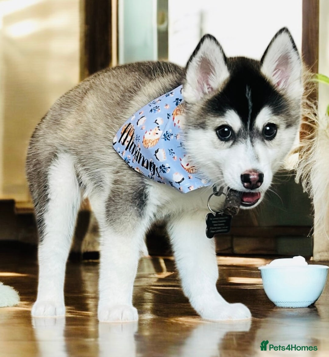 Pomsky dogs for sale:  Beautiful F2b Pomsky Puppies – Health Tested - Image 4
