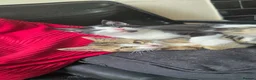 Mixed Breed cats for sale: 3 kittens ready for their forever home  - Advert 6