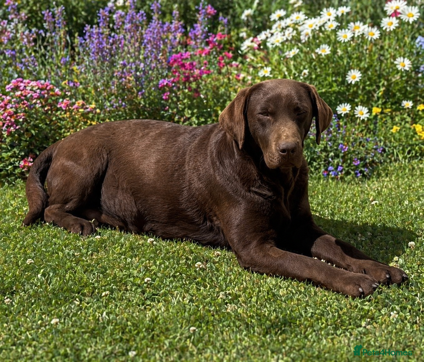 Labrador Retriever dogs WAITING LIST - KC Reg Chocolate Puppies  - Advert 11