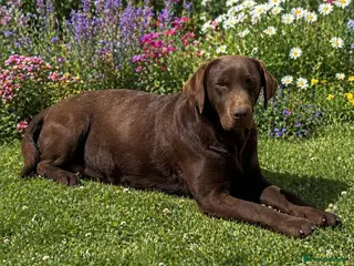 Labrador Retriever dogs WAITING LIST - KC Reg Chocolate Puppies - Advert 11