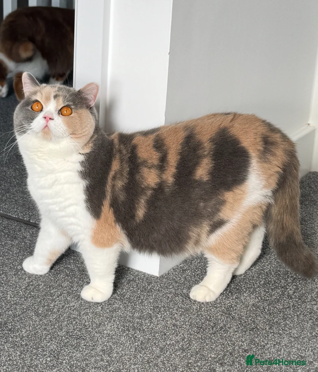 British Shorthair cats for sale: Tica SGC dam Lilac tortie and white daughter  - Advert 10