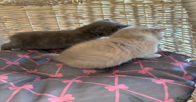 British Shorthair cats - Advert 9