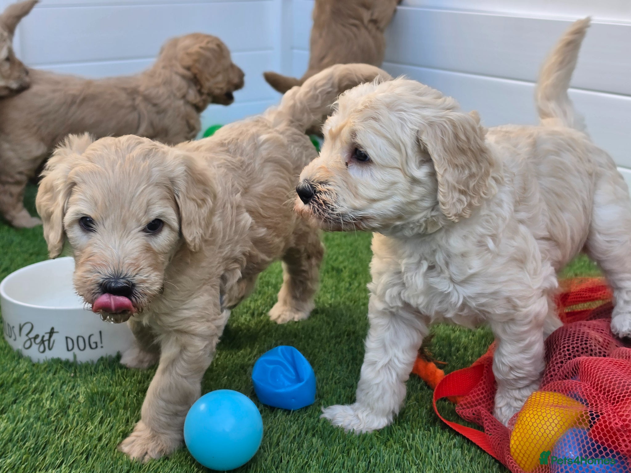 Goldendoodle dogs Multige. Goldendoodle Puppies. Parents DNA clear!! - Advert 1