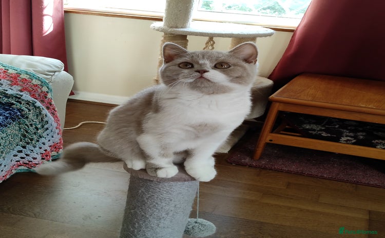 British Shorthair cats - Advert 1