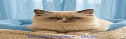 Ragdoll cats for sale: Gorgeous Blue Point Ragdoll Litter - Advert 4