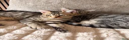 Savannah cats for sale: Ready to leave f4 kitten  - Advert 3
