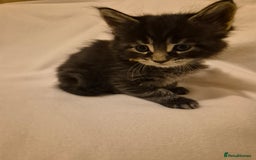 Maine Coon cats for sale: 5 week old Pure Bred Maine Coons for sale. - Image 5