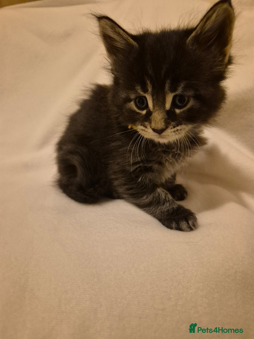 Maine Coon cats for sale: 5 week old Pure Bred Maine Coons for sale. - Image 5