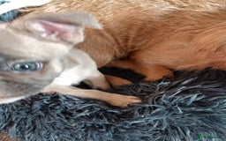 Mixed Breed dogs for sale: Cream puppy  - Image 3