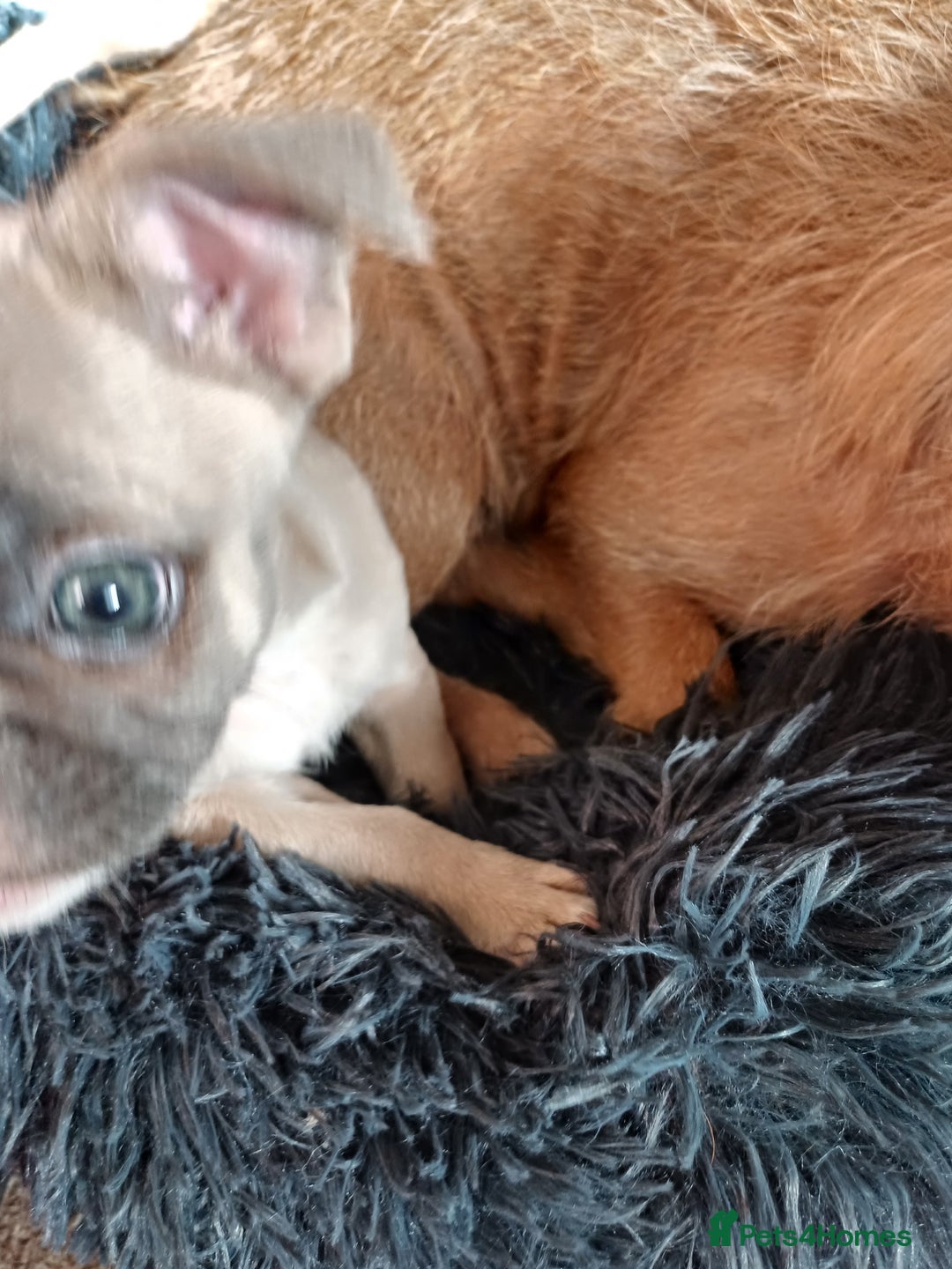 Mixed Breed dogs for sale: Cream puppy  - Image 3