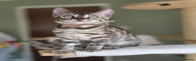 Bengal Kitten 11