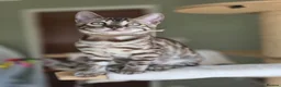 Bengal cats for sale: Gorgeous Health Tested Bengal Kittens  - Advert 12